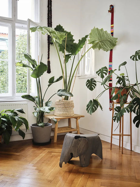 Eames Elephant, 75 års jubilæumsudgave fra Vitra - 2 - Jacobsen Plus