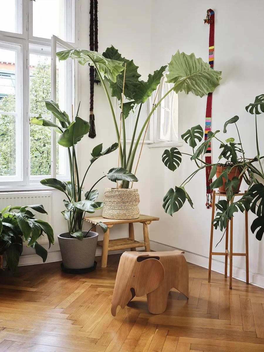 Eames Elephant Plywood fra Vitra - 3 - Jacobsen Plus