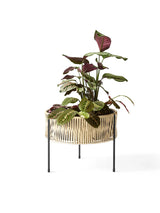 Umanoff Planter, 32,5 fra Audo Copenhagen - 7 - Jacobsen Plus