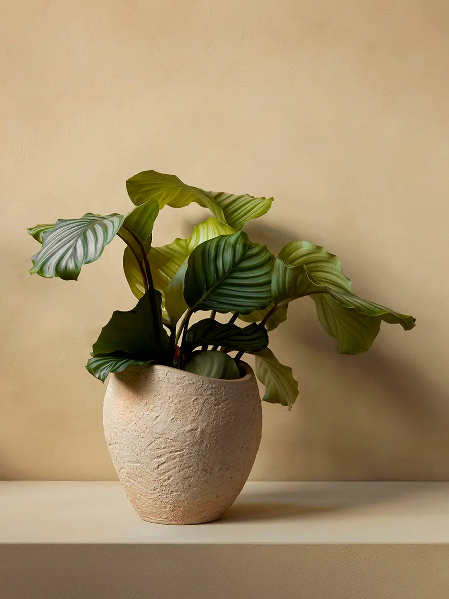 Plantas Planter fra Audo Copenhagen - 7 - Jacobsen Plus
